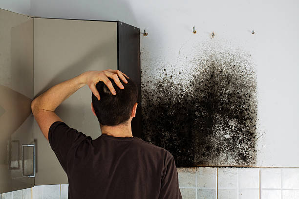 Best Industrial Mold Remediation in Sedona, AZ